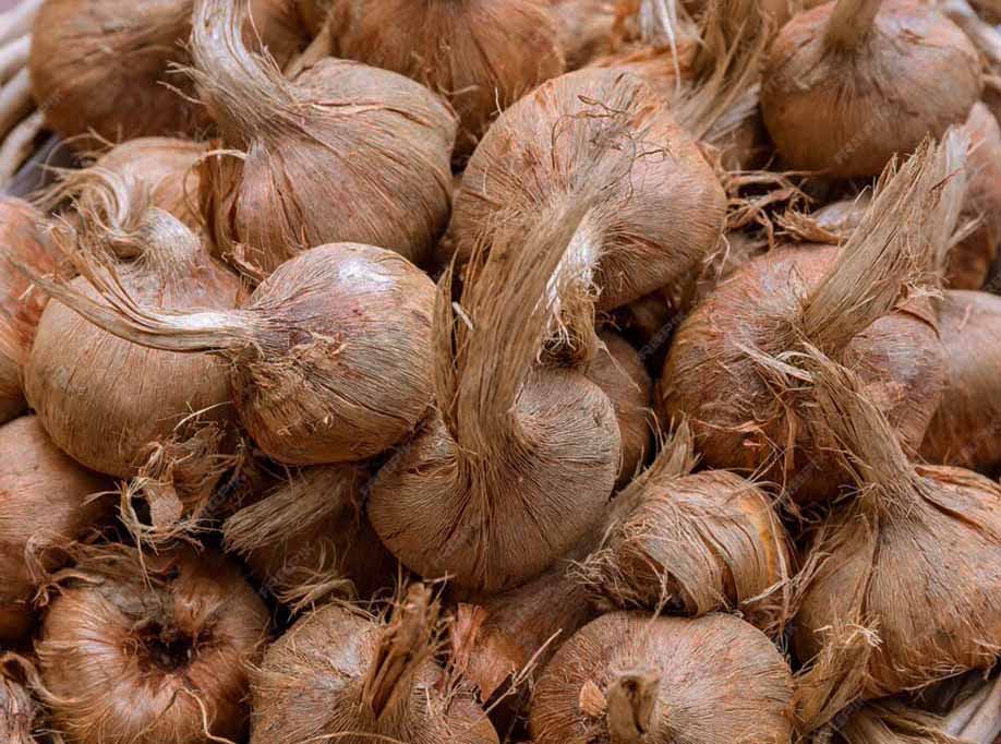 Bulbes de safran bio